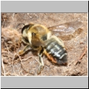 Megachile willughbiella - Blattschneiderbiene w02 14mm Sandgrube Niedringhaussee fdet10.jpg